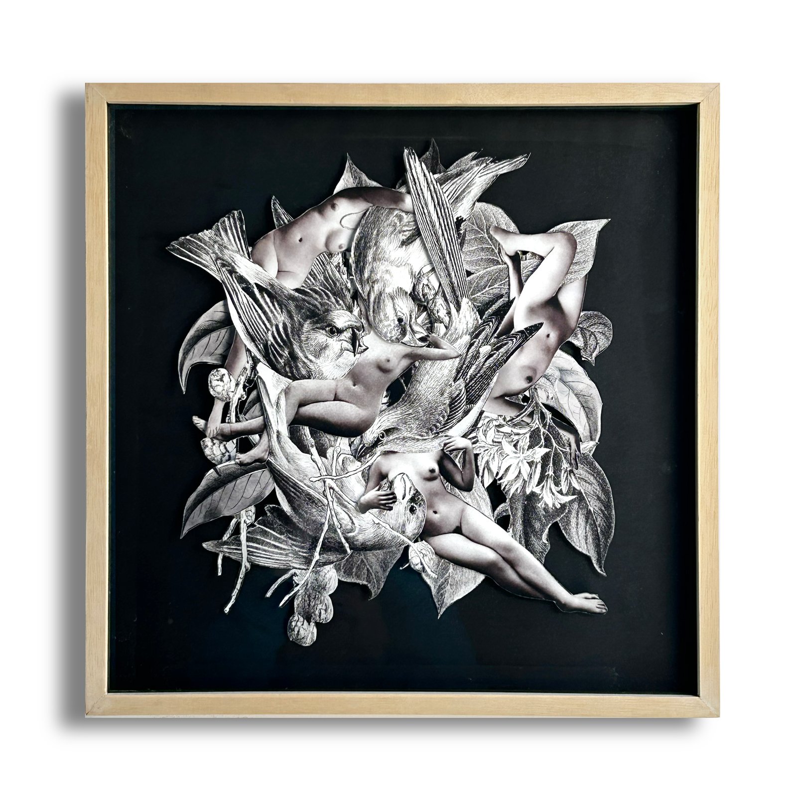 Universo Alado (1/5)